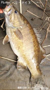 ���⡼��ޥ����Х�