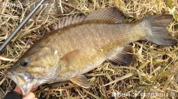 ���⡼��ޥ����Х�