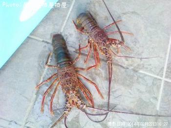 ������Ϸ