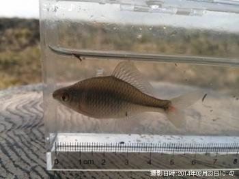 �����ꥯ�Х饿�ʥ�