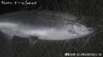 ¥µ¥¯¥é¥Þ¥¹