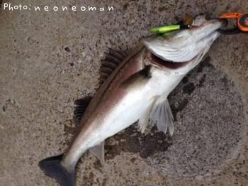 �����Х�