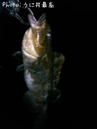 �����ʥ�