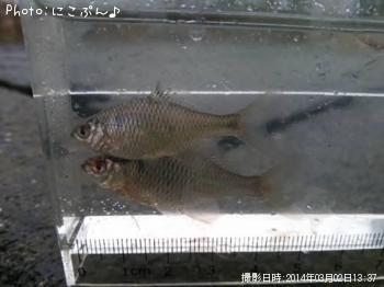 �����ꥯ�Х饿�ʥ�