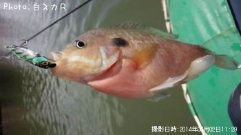 �֥롼����