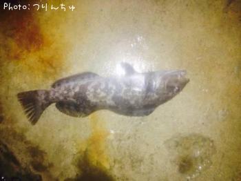 �����ʥ�