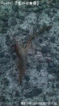 �ƥʥ�����