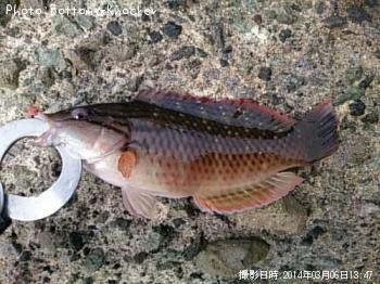 ���������Υϥ٥�