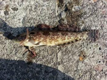 �����ʥ�