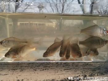 ¥¿¥¤¥ê¥¯¥Ð¥é¥¿¥Ê¥´