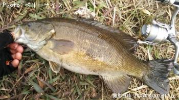 ¥¹¥â¡¼¥ë¥Þ¥¦¥¹¥Ð¥¹