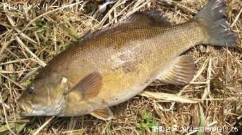 ¥¹¥â¡¼¥ë¥Þ¥¦¥¹¥Ð¥¹