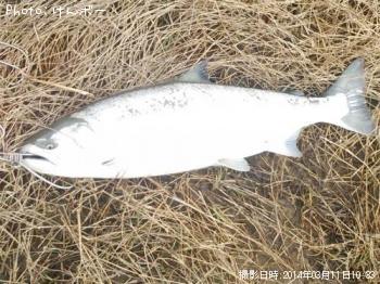 ¥µ¥¯¥é¥Þ¥¹