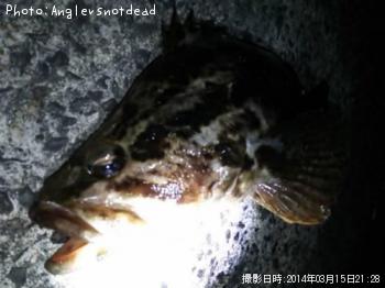 �٥å�������