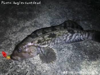 �����ʥ�