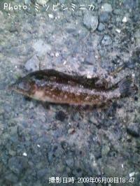 �����ʥ�