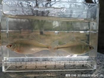 �����ꥯ�Х饿�ʥ�