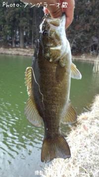 ���⡼��ޥ����Х�