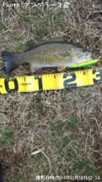 ���⡼��ޥ����Х�