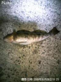 �����ʥ�