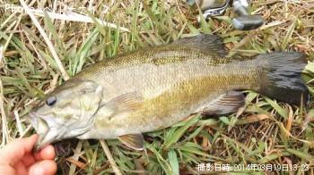 ���⡼��ޥ����Х�