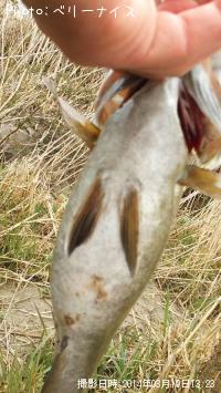 ���⡼��ޥ����Х�