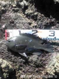 ¸ýÂÀ¥á¥¸¥Ê