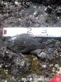 ¸ýÂÀ¥á¥¸¥Ê