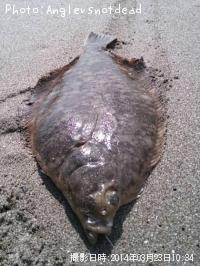 �ޥ����쥤