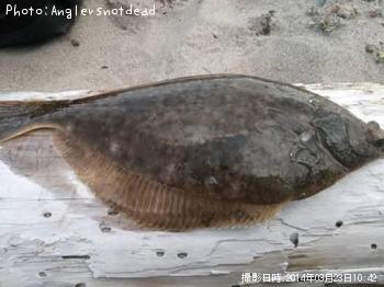 �ޥ����쥤