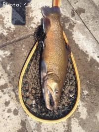 ���������ȥ饦��