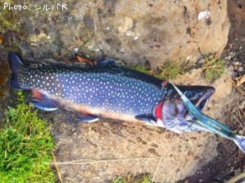 ¥Ö¥ë¥Ã¥¯¥È¥é¥¦¥È