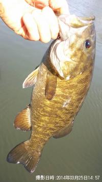 ¥¹¥â¡¼¥ë¥Þ¥¦¥¹¥Ð¥¹