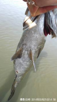 ¥¹¥â¡¼¥ë¥Þ¥¦¥¹¥Ð¥¹