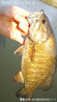 ¥¹¥â¡¼¥ë¥Þ¥¦¥¹¥Ð¥¹