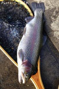 �쥤��ܡ��ȥ饦��