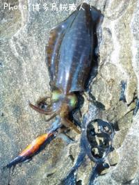 ¥¢¥ª¥ê¥¤¥«