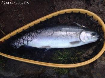 ¥³¡¼¥Û¡¼¥µ¡¼¥â¥ó