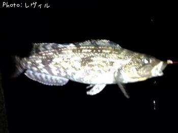 �����ʥ�