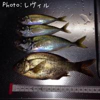 ���ߥ��ʥ�