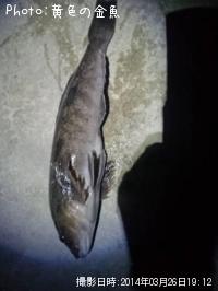 �����ʥ�