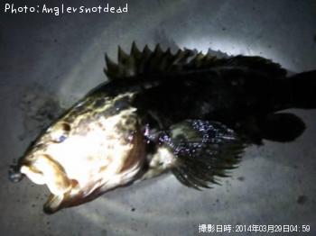 ¥Ù¥Ã¥³¥¦¥¾¥¤