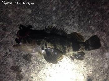 ¥Ù¥Ã¥³¥¦¥¾¥¤