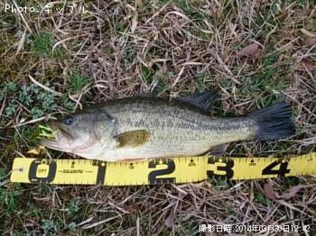 �֥�å��Х�