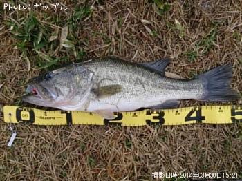 ¥Ö¥é¥Ã¥¯¥Ð¥¹