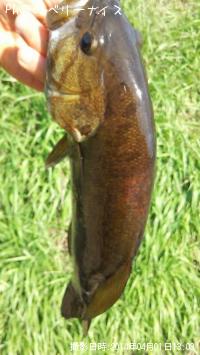 ¥¹¥â¡¼¥ë¥Þ¥¦¥¹¥Ð¥¹