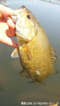 ¥¹¥â¡¼¥ë¥Þ¥¦¥¹¥Ð¥¹