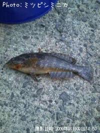 �����ʥ�