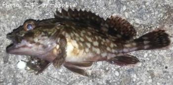 ���������ʥ������