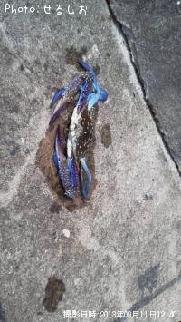 ���ѥ���